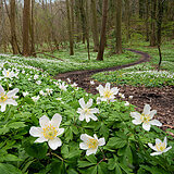 Spring bloomers